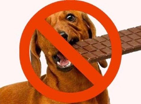 what to give a dog who ate chocolate